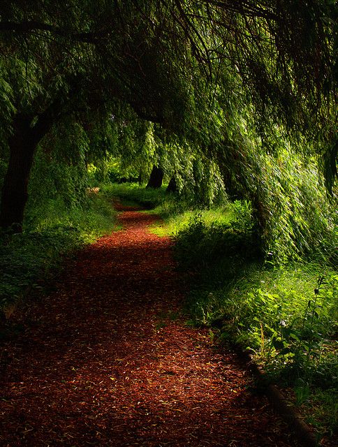 Forest-Path
